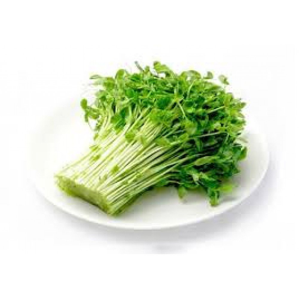 豆苗