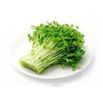 豆苗